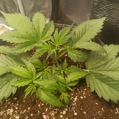 Blackberry Auto growlog timeline photo