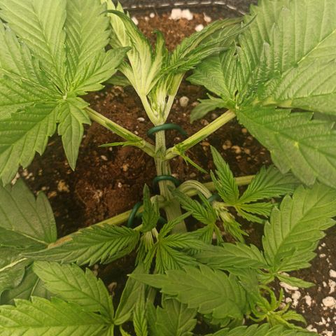 Blackberry Auto growlog photo: LST (Low Stress Training) 