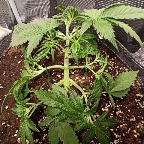 Blackberry Auto growlog timeline photo