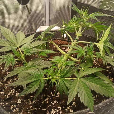 Blackberry Auto growlog timeline photo
