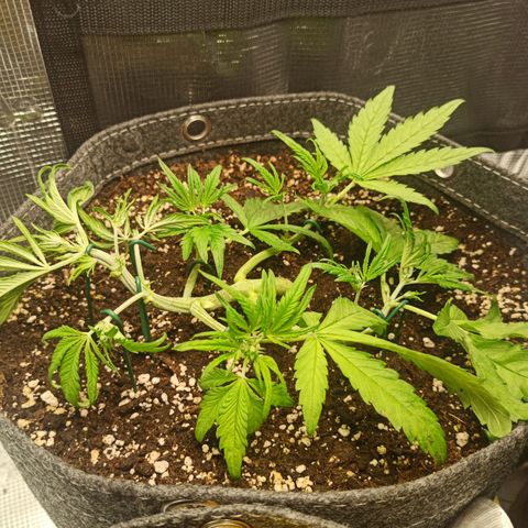 Blackberry Auto growlog timeline photo