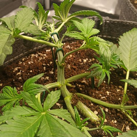 Blackberry Auto growlog timeline photo