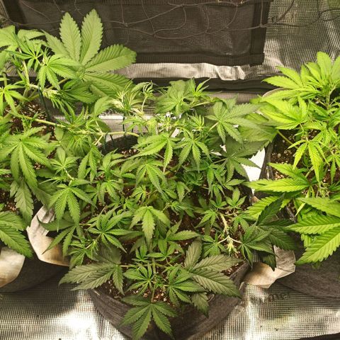 Blackberry Auto growlog timeline photo