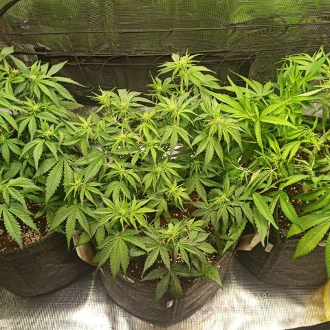 Blackberry Auto growlog timeline photo
