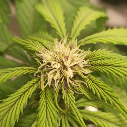 Blackberry Auto growlog photo: Flower Week 2