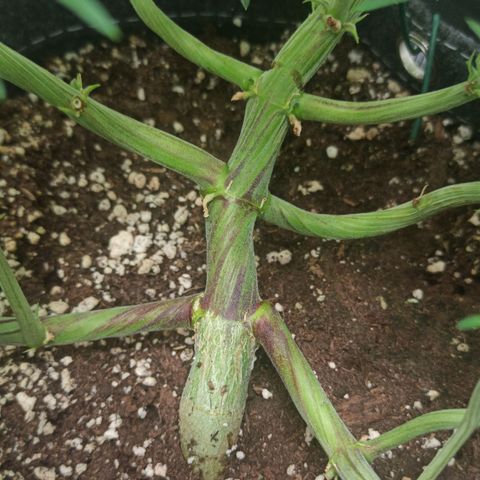 Blackberry Auto growlog timeline photo