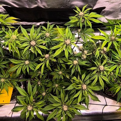 Blackberry Auto growlog photo: SCROG (Screen of Green)