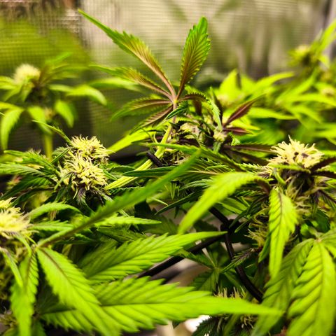 Blackberry Auto growlog timeline photo