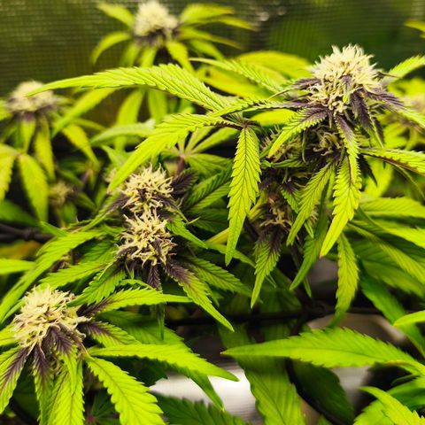 Blackberry Auto growlog timeline photo