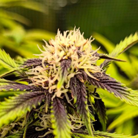 Blackberry Auto growlog timeline photo