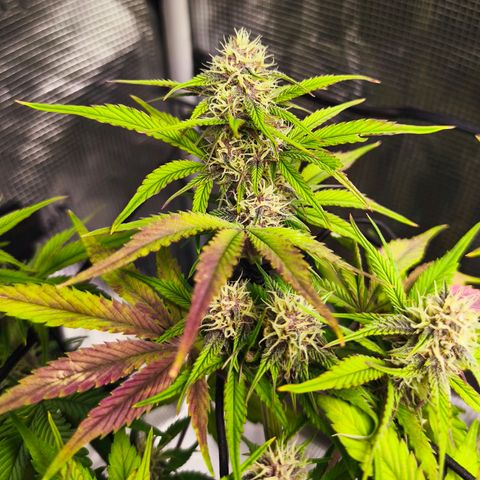 Blackberry Auto growlog timeline photo