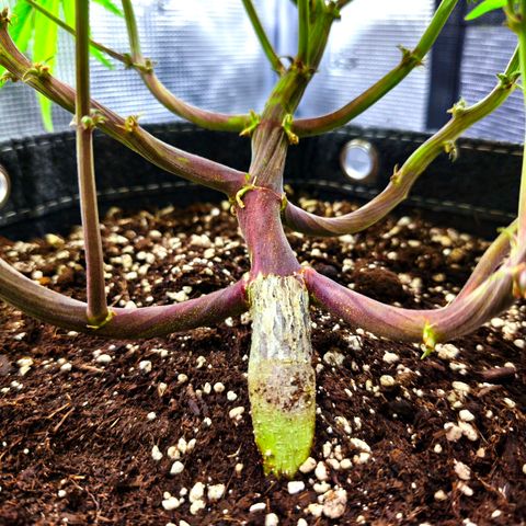 Blackberry Auto growlog timeline photo