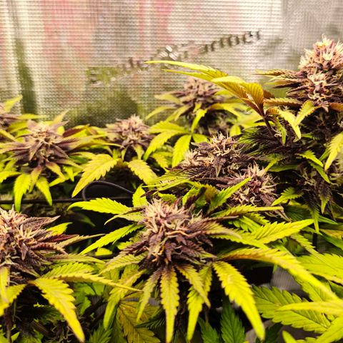 Blackberry Auto growlog timeline photo