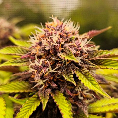 Blackberry Auto growlog timeline photo
