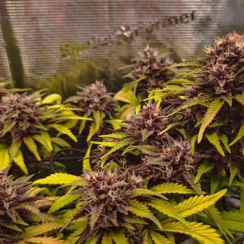 Blackberry Auto growlog timeline photo
