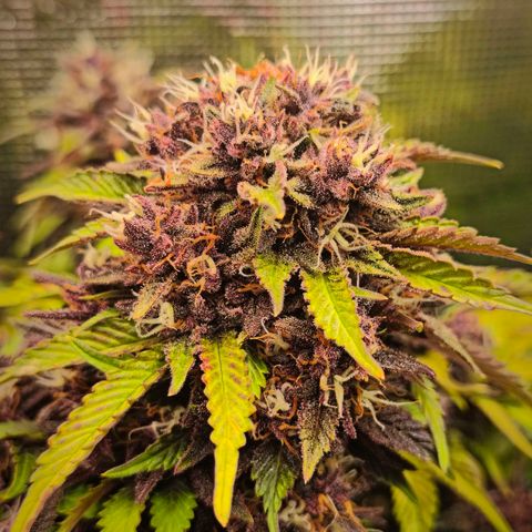 Blackberry Auto growlog timeline photo