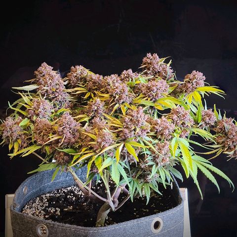 Blackberry Auto growlog photo: #1