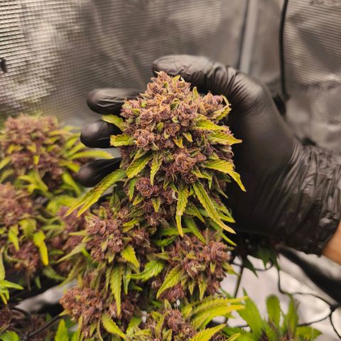 Blackberry Auto growlog timeline photo