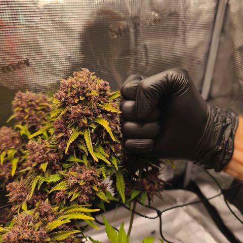 Blackberry Auto growlog timeline photo