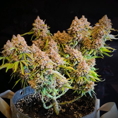 Blackberry Auto growlog photo: #2
