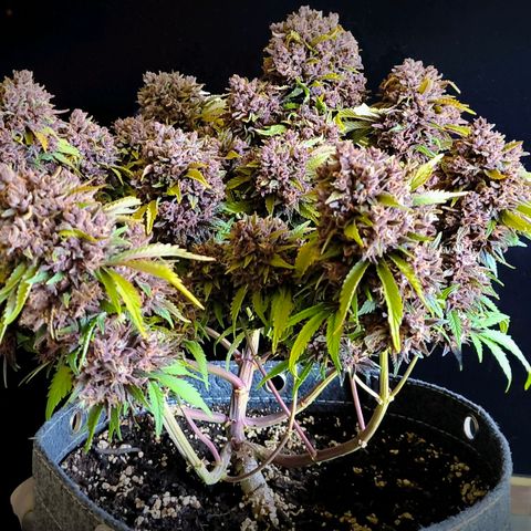 Blackberry Auto growlog photo: #3
