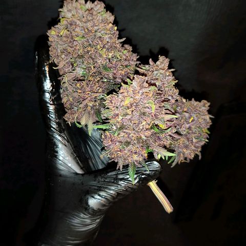 Blackberry Auto growlog timeline photo