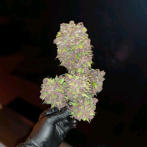 Blackberry Auto growlog timeline photo