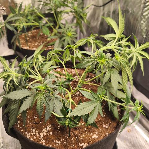 OG Cheese growlog timeline photo