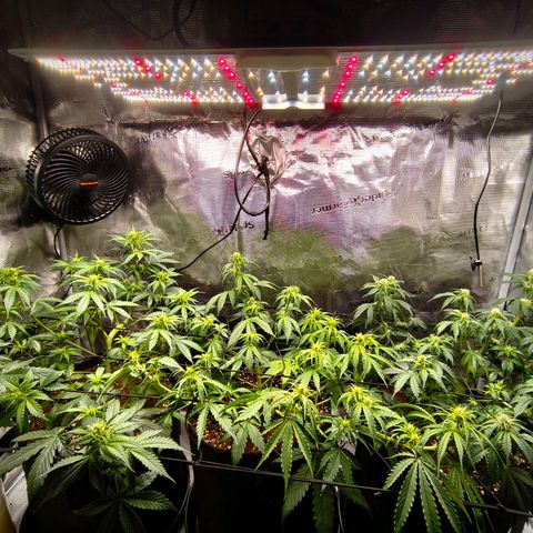 OG Cheese growlog timeline photo