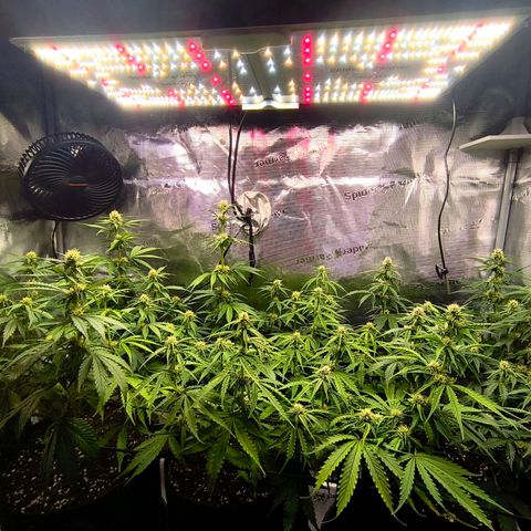 OG Cheese growlog timeline photo