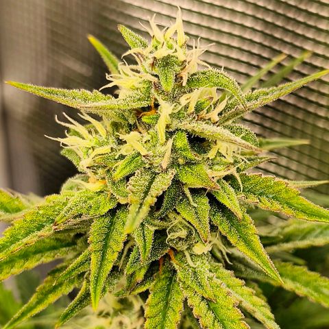 OG Cheese growlog timeline photo