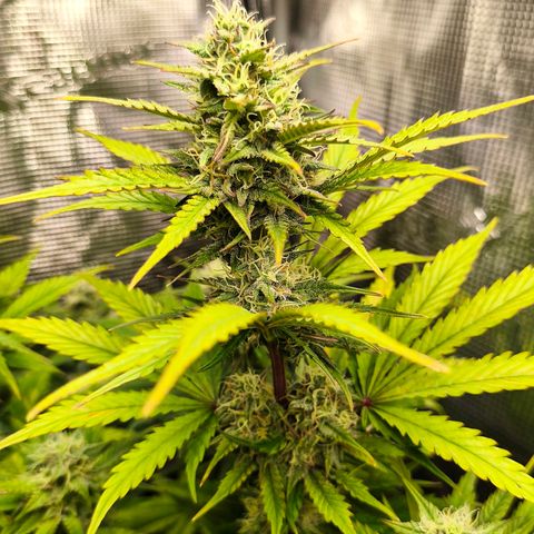 OG Cheese growlog timeline photo