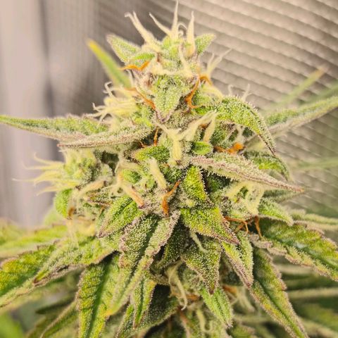OG Cheese growlog timeline photo