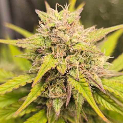 OG Cheese growlog timeline photo