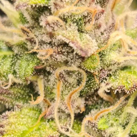 OG Cheese growlog timeline photo
