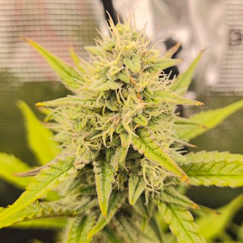 OG Cheese growlog timeline photo