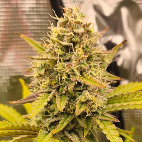 OG Cheese growlog timeline photo
