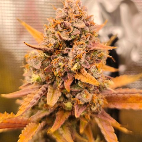 OG Cheese growlog timeline photo
