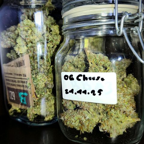 OG Cheese growlog photo: Curing / Boveda 62%