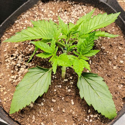 Lemon Cherry Cookies growlog timeline photo