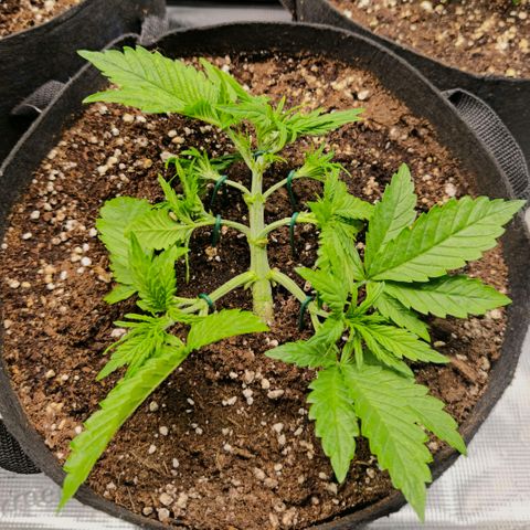Lemon Cherry Cookies growlog timeline photo