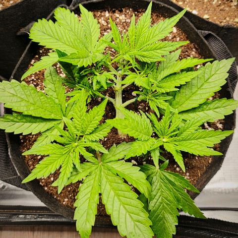 Lemon Cherry Cookies growlog timeline photo