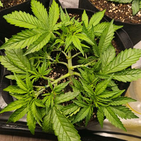 Lemon Cherry Cookies growlog timeline photo