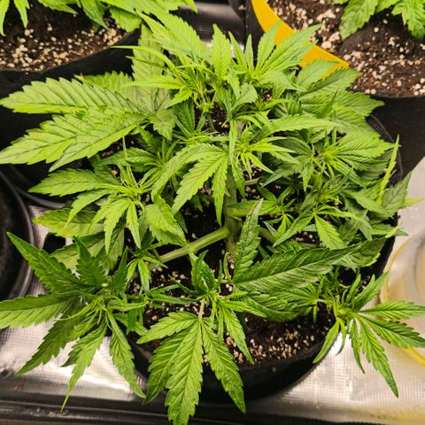 Lemon Cherry Cookies growlog timeline photo
