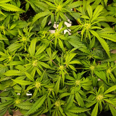 Lemon Cherry Cookies growlog timeline photo