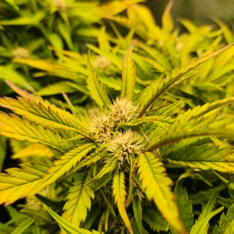 Lemon Cherry Cookies growlog timeline photo