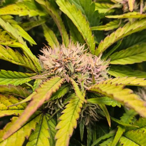 Lemon Cherry Cookies growlog timeline photo