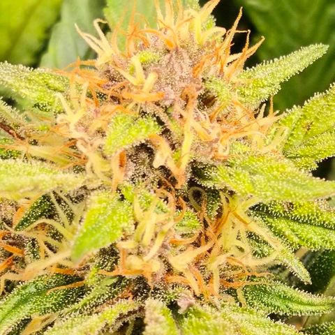 Lemon Cherry Cookies growlog timeline photo