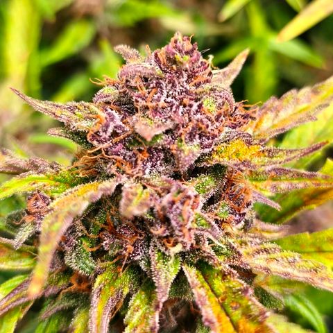 Lemon Cherry Cookies growlog timeline photo