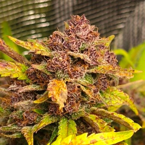 Lemon Cherry Cookies growlog timeline photo